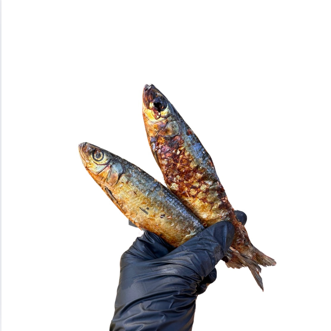 Silly Sardines